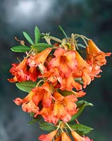 Rhododendron Medusa