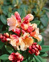 RHODODENDRON PAPRIKA SPICED