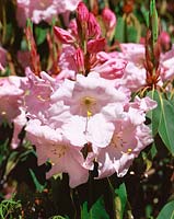 Rhododendron x loderi Venus