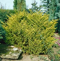 Juniperus chinensis Plumosa Aurea