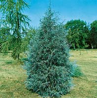 Juniperus Scopulorum Springbank