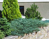 Juniperus Blaue Donau