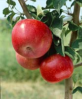Apfel / Malus domestica type Redfree