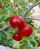 Apfel / Malus domestica September Ruby