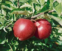 Apfel / Malus domestica Priscilla Ira