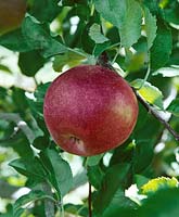 Apfel / Malus domestica Trent
