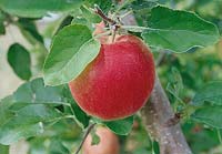 Apfel / Malus domestica Parkland