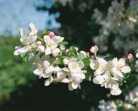 Apfelbaum blühend im Detail / Malus domestica