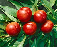 Prunus persica var. nucipersica Nectarine 10276 ®