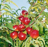 Nektarine / Prunus persica var. nucipersica Independence