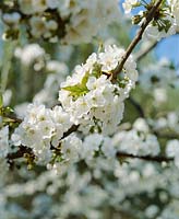 Kirschenblüten / Prunus avium