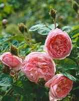 Rosa x centifolia Muscosa