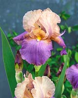 Iris x germanica Atlantica