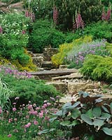 Perennial garden with Hosta and Scabiosa