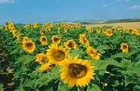 Field with Sunflower / Helianthus annuus
