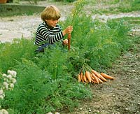 girl gathers carrots