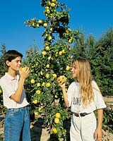 Kinder beim Apfelbaum