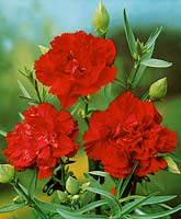 DIANTHUS NICE / RED