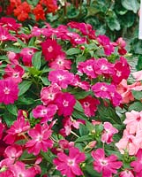 Impatiens New Guinea Spectra Rose Shades
