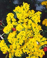 Limonium sinuatum Yellow