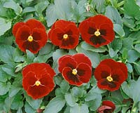 VIOLA ULTIMA / RED WITH BLOTCH