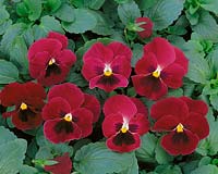 VIOLA ULTIMA / RED WITH BLOTCH