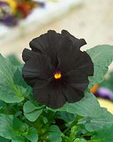 Viola-Wittrockiana-Hybriden black