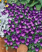 Viola Sorbet™ Purple Duet