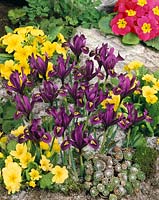 Iris reticulata J.S.Dijt