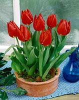 Tulipa Single Early Brillant Star in pot