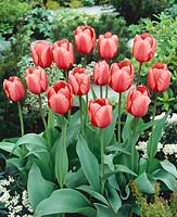 Tulipa Darwin Hybrid Pink Impression