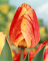 Tulipa Darwin Hybrid Gudoshnik