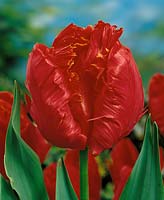 Tulipa Parrot Karel Doorman