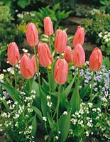 Tulipa Single Late Rosy Wings