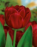 Tulipa Double Late Uncle Tom