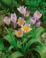 Tulipa saxatilis light violet
