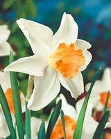 Narcissus Large Cupped Rose Noble