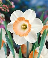 Narcissus Large Cupped Pink Charm
