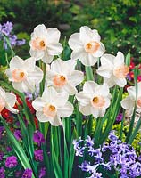 Narcissus Large Cupped Pink Pride