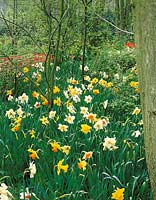 Narcissus mixed Several Varieties Natural