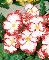 Begonia Crispa Marginata White Red