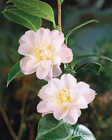 Camellia Marjorie Magnificent