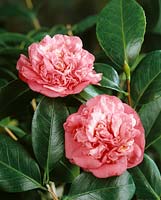 Camellia Triumphans