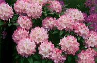 Rhododendron insigne Brigitte