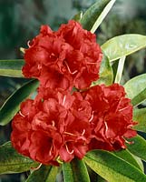 RHODODENDRON DR. JACK ISLES