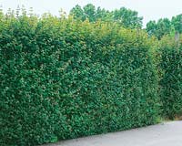 Acer campestre, hedge