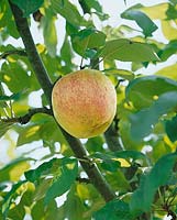 Apfel / Malus domestica Maunzenapfel