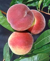 Prunus persica var. persica Rekord aus Alfter
