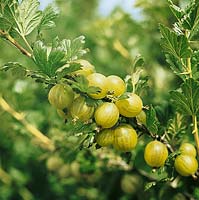 Ribes uva-crispa