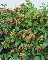 Rubus idaeus, culture